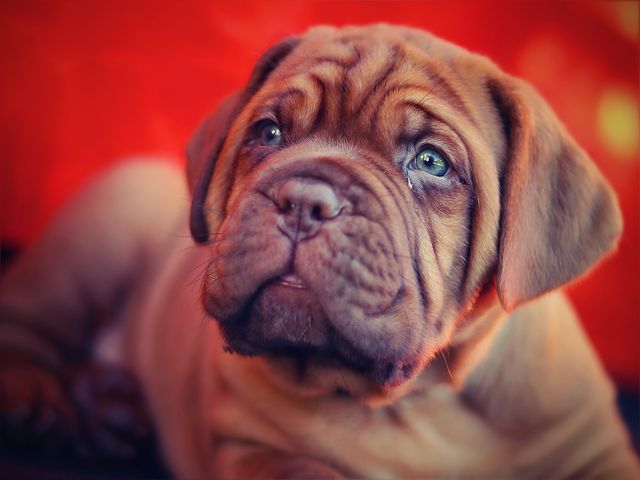 Quel jouet plaira le plus à un chien de grande taille ?