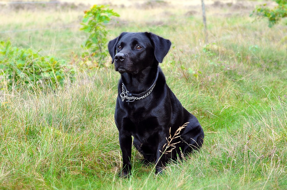 Améliorer la qualité de vie des chiens souffrant d'arthrose